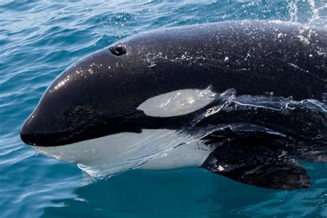 orca whales dangerous